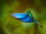 Colibri
