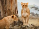 Lioness