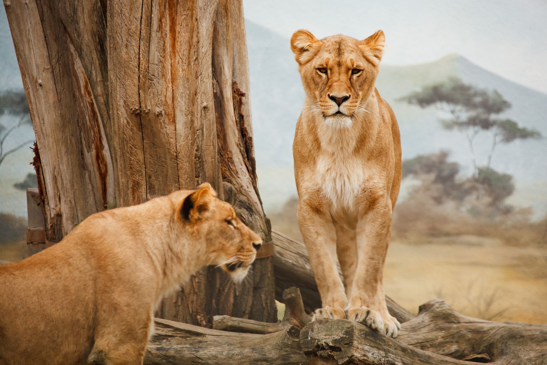 Lioness