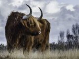 Old Bull