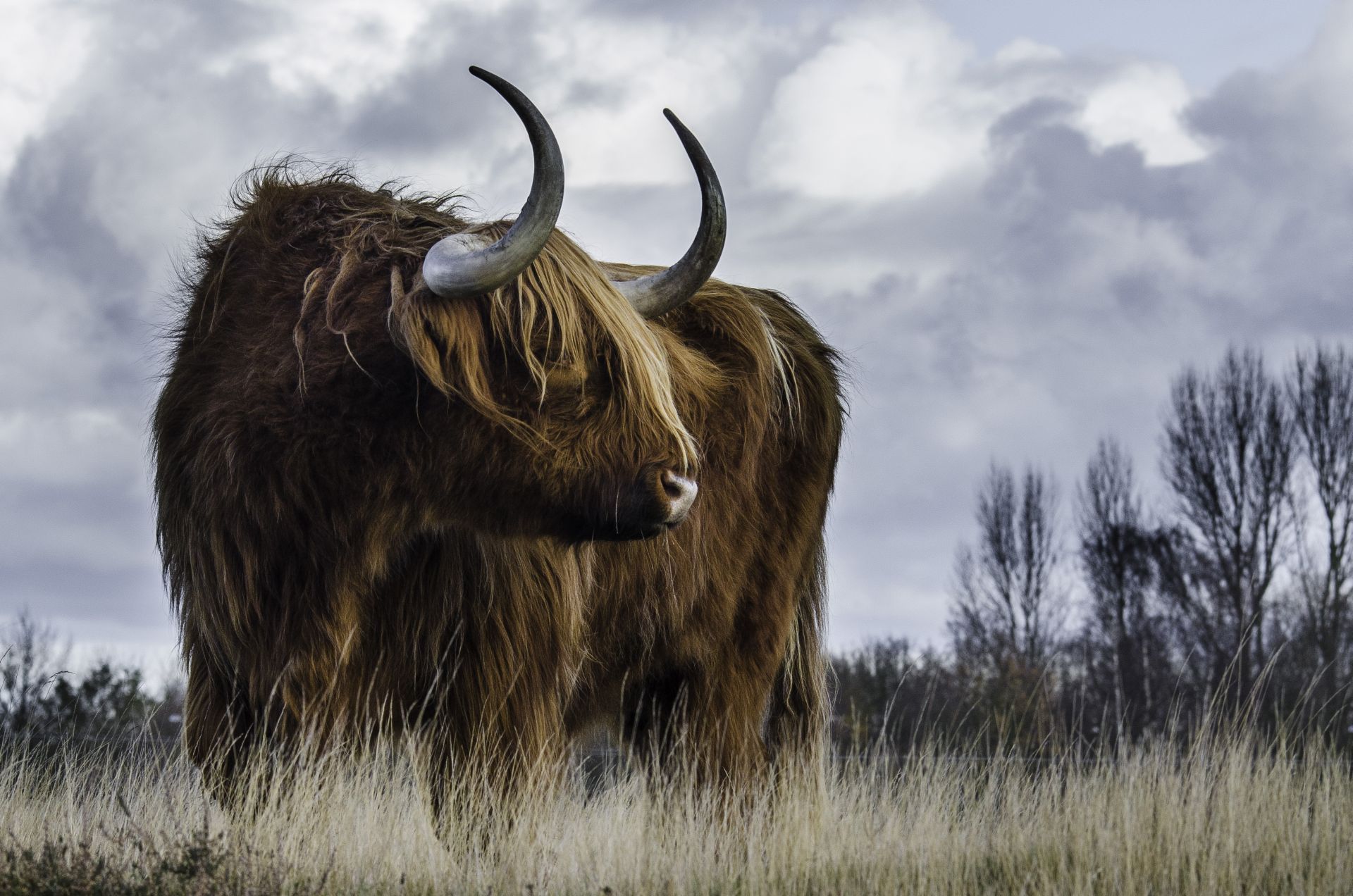 Old Bull
