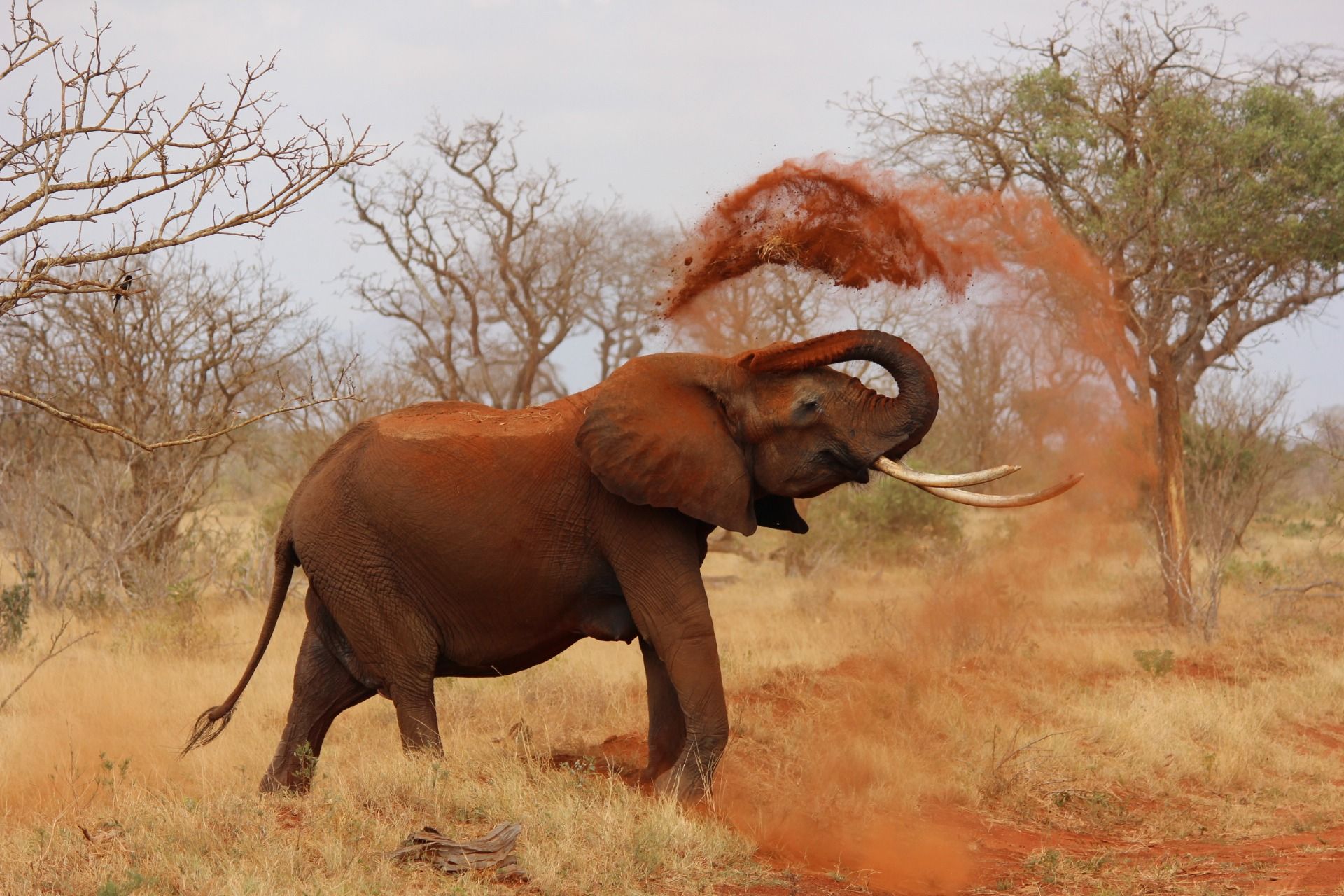 Elephant and red sand