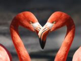 Two Flamingos