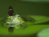 Frog and Butterfly