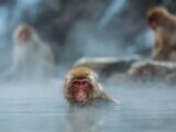 Monkey in the lake