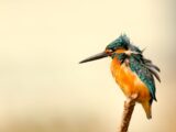 Small Colibri