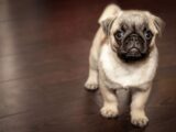 Cute Puppy