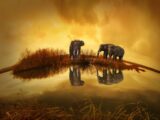 Elephants