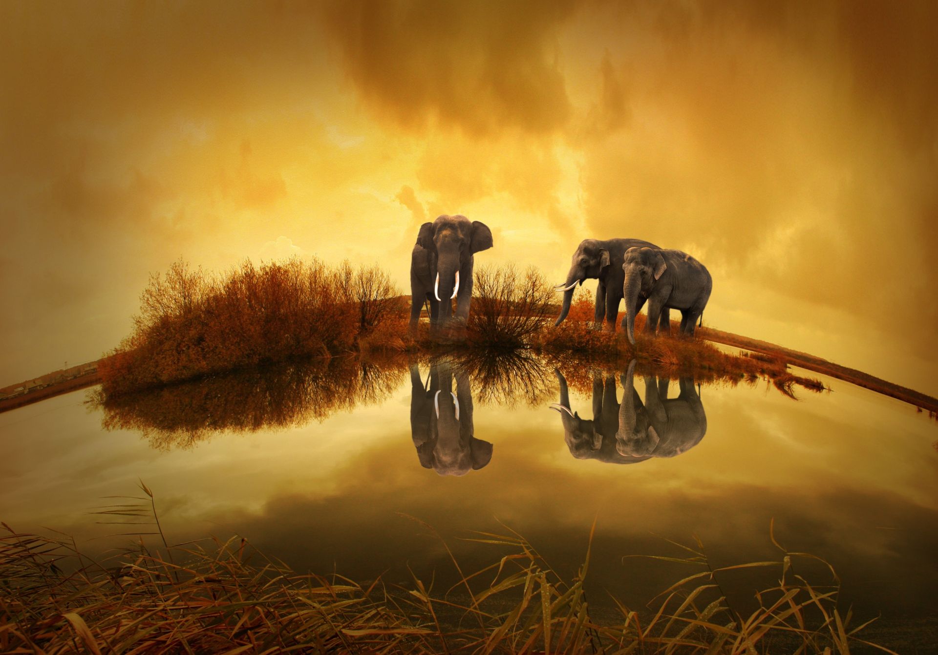 Elephants