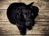 Black Dog