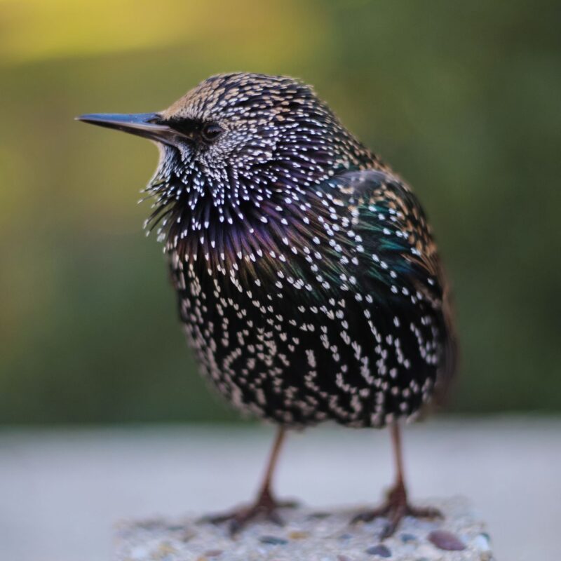 Little cute bird